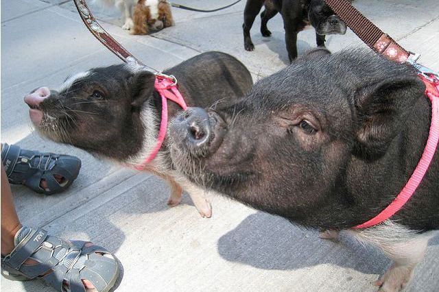 Photograph of some hipster pigs by Jen Chung/Gothamist